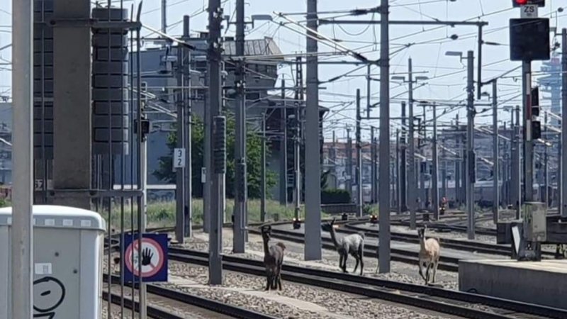 De lama's op het spoor bij Wenen. (Foto: BB)
